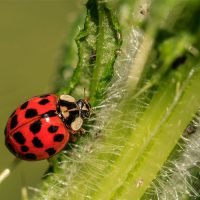 How to Attract Good Insects to Your Vegetable Garden